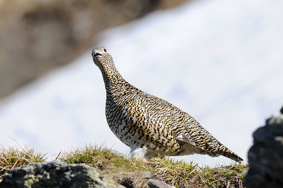 Sanfter Tourismus im Martelltal