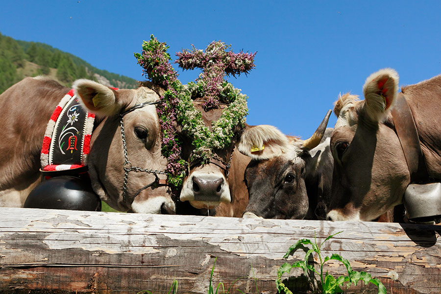 Marteller Almabtrieb